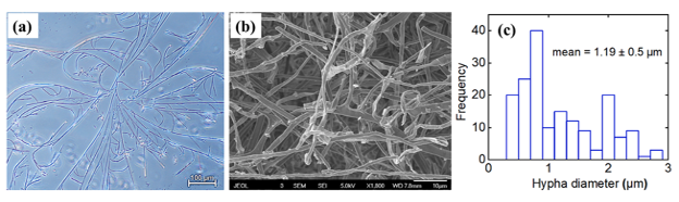 Morphological characterization of mycelium