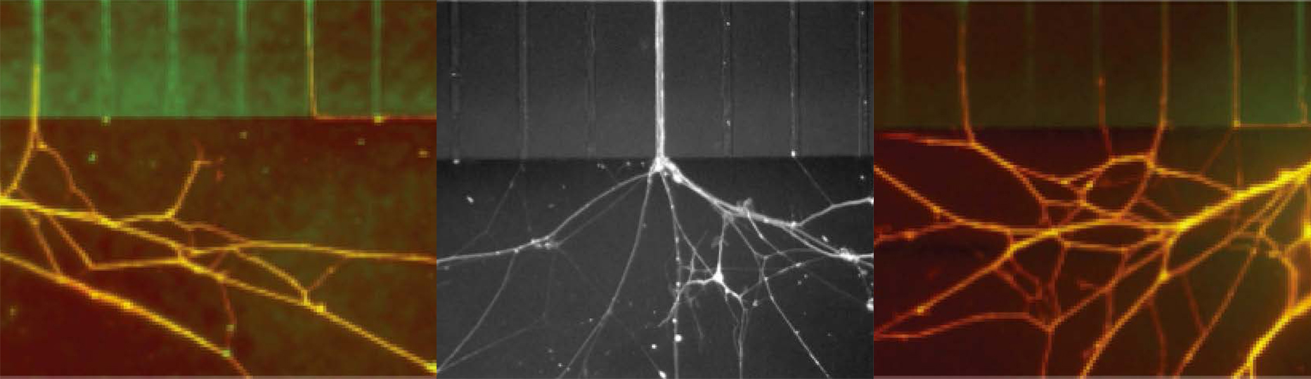 isolate axonal tracks in neuronal microfluidic platforms
