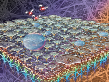 Schematics of Mycelium Film