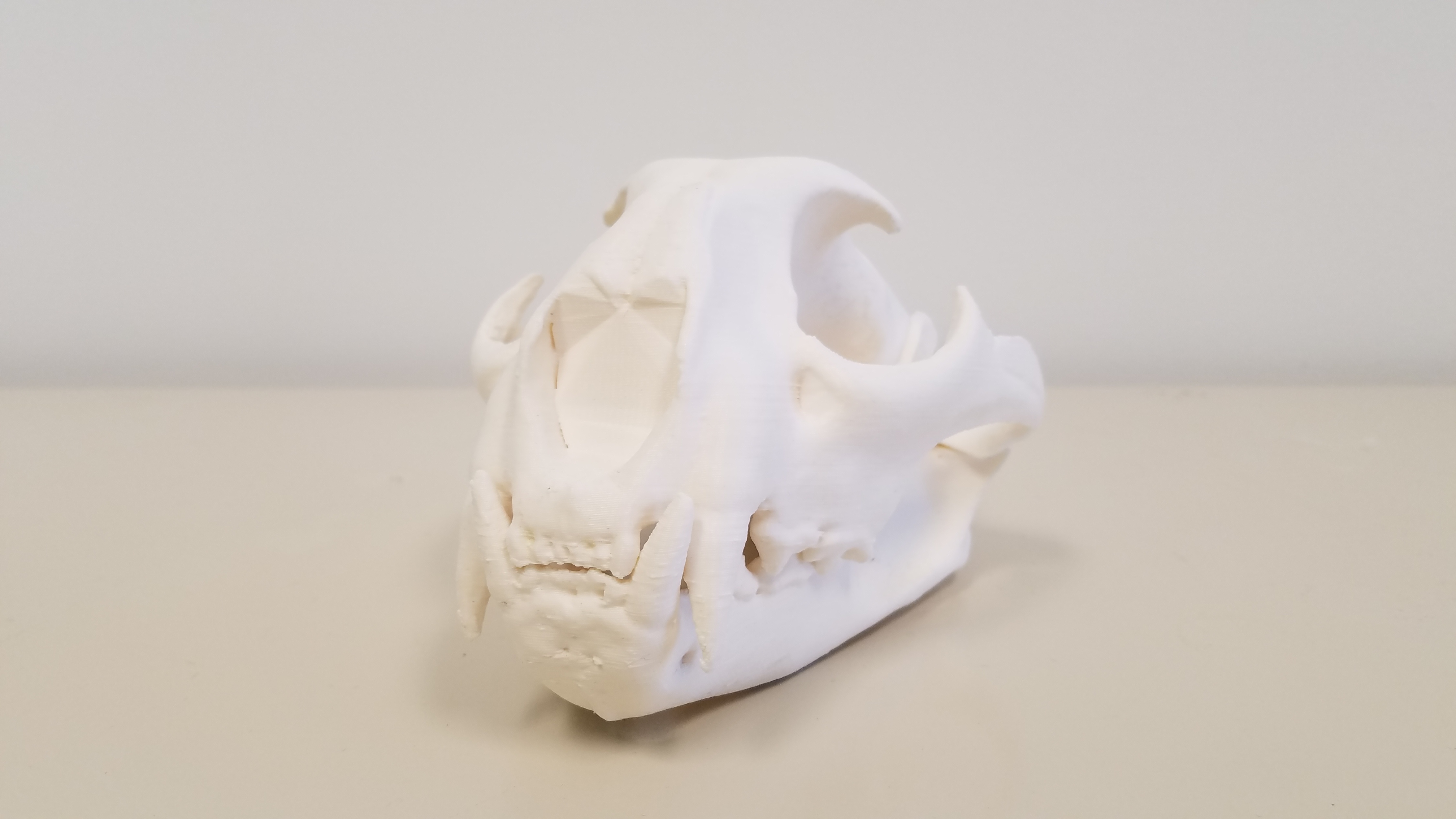 cougar skull 3D print