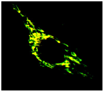 Mitochondrea image