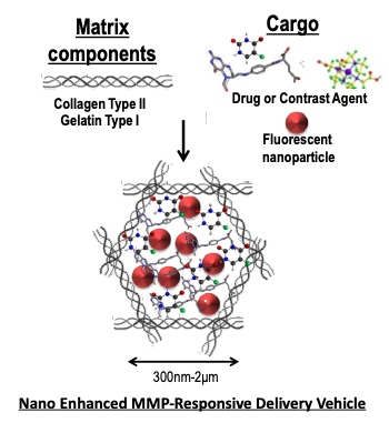 Components of Nanoenhanced MMP-Responsive Delivery Vehicle