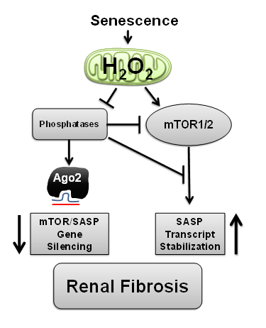 Senescence Associated production of mitochondrial H2O2