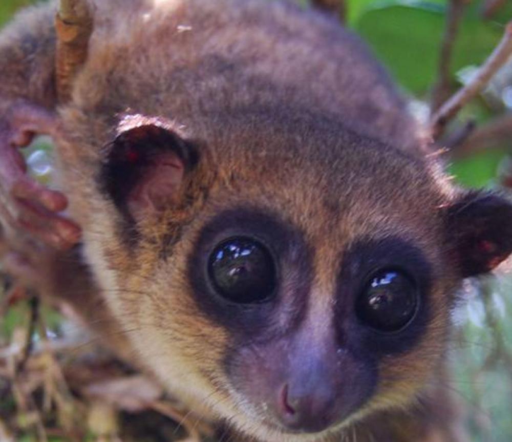 WOWT: New lemur species discovered by Henry Doorly Zoo and Aquarium ...