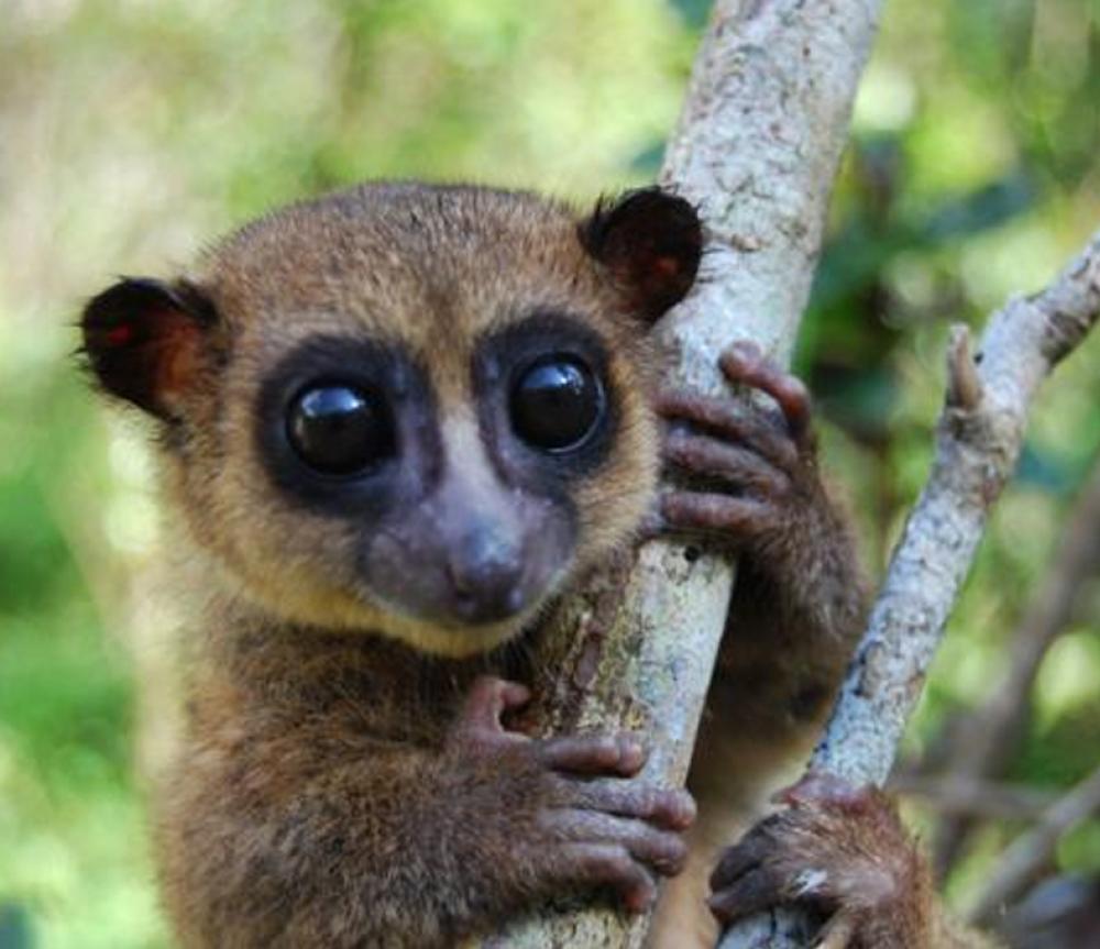 National Geographic Lemur 800x680