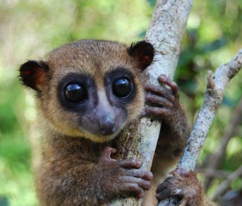 National Geographic Lemur 800x680